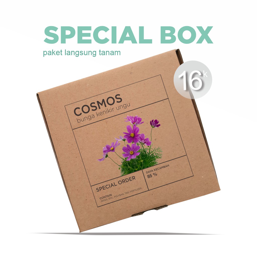 Paket Langsung Tanam - Gardening Kit - SPECIAL BOX - Benih Cosmos Bunga Kenikir Ungu Flower Seeds