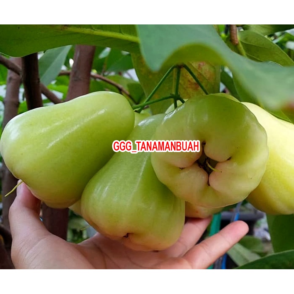 Bibit Jambu Air Madu Deli (MDH)