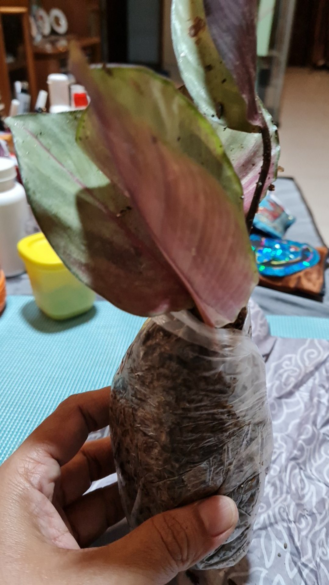 Tanaman Calathea Silver