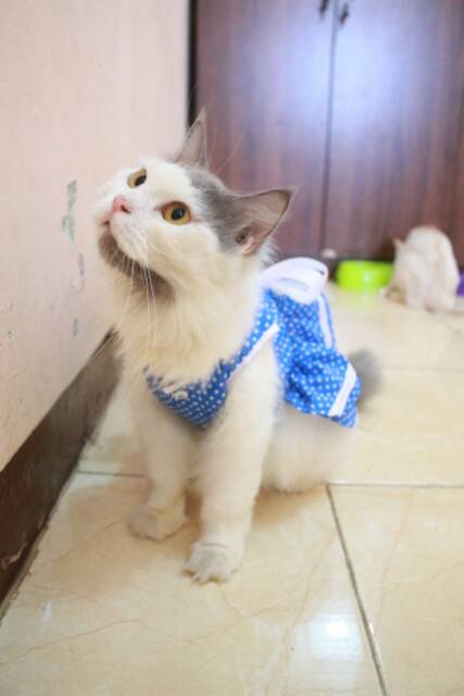 Dress polkadot biru muda lucu untuk kucing murah size S M L XL baju lucu terlaris se indonesia