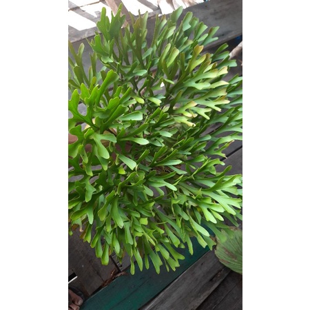 TANAMAN TANDUK RUSA ukuran L/Platycerium Ridleyi/ukuran L SUPER