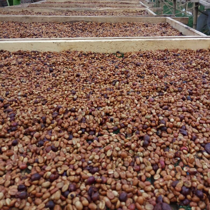 

TERBARU Kopi Argopuro Arabica Black Honey (greenbeans) 1 kg