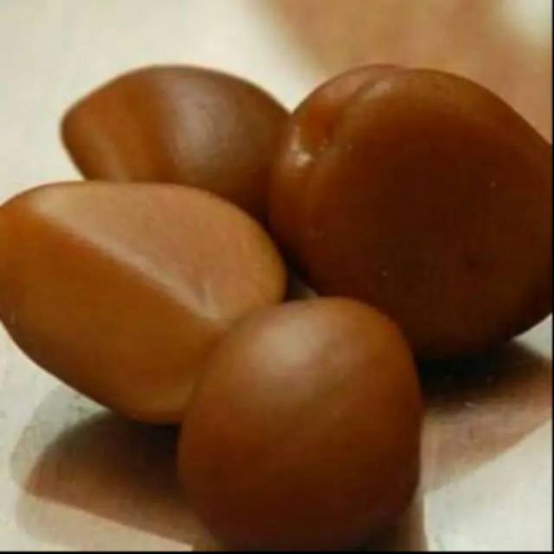 20 biji benih salak pondoh