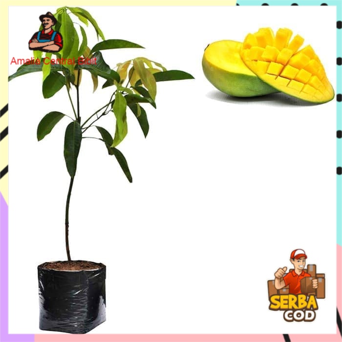 Bibit Mangga Arumanis