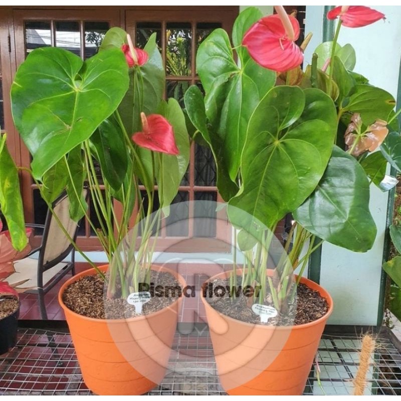 POHON ANTHURIUM MICKEY MOUSE BESAR MURAH - TERMURAH ( BISA COD )