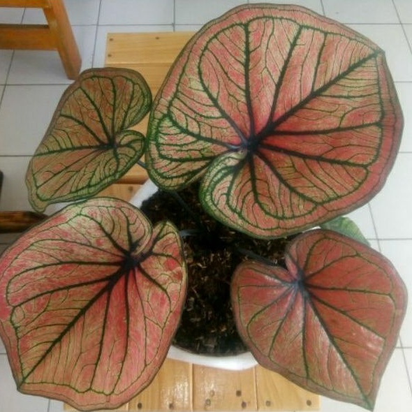 Caladium Keladi Mascota Red Stone Thailand
