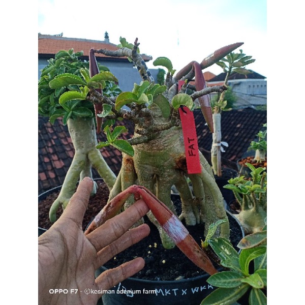 seed/biji adenium/kamboja arabikum