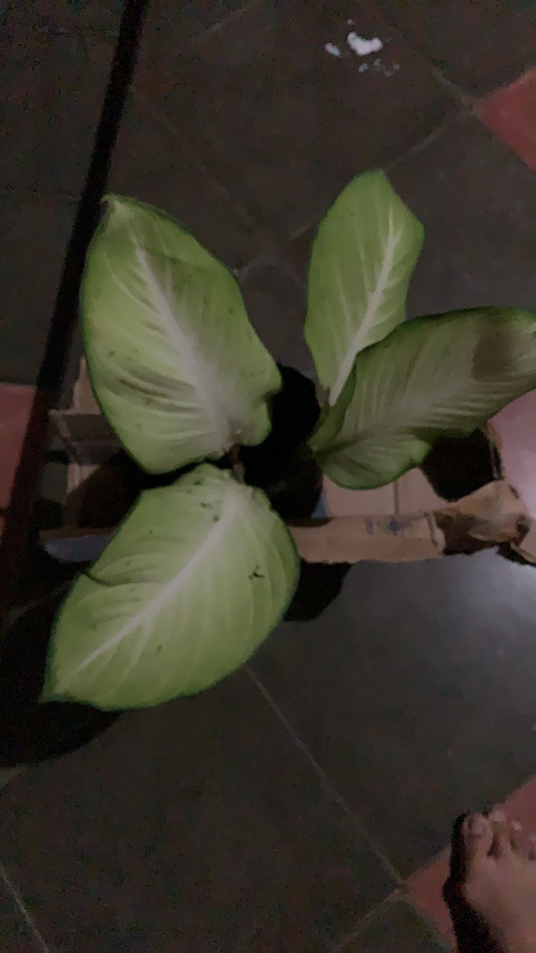 Tanaman Hias Diffenbachia Camille