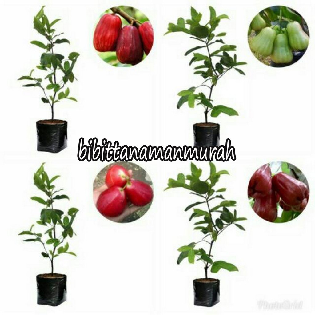 4 paket bibit jambu air super