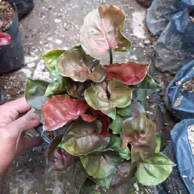 Jual Tanaman Hias Syngonium Red Pulm Tanaman Hias Rambat Syngonium Maria Allusion Shopee