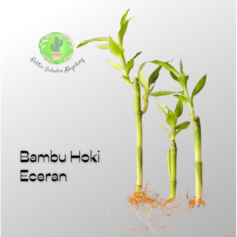 Bambu Hoki Ecer Termurah