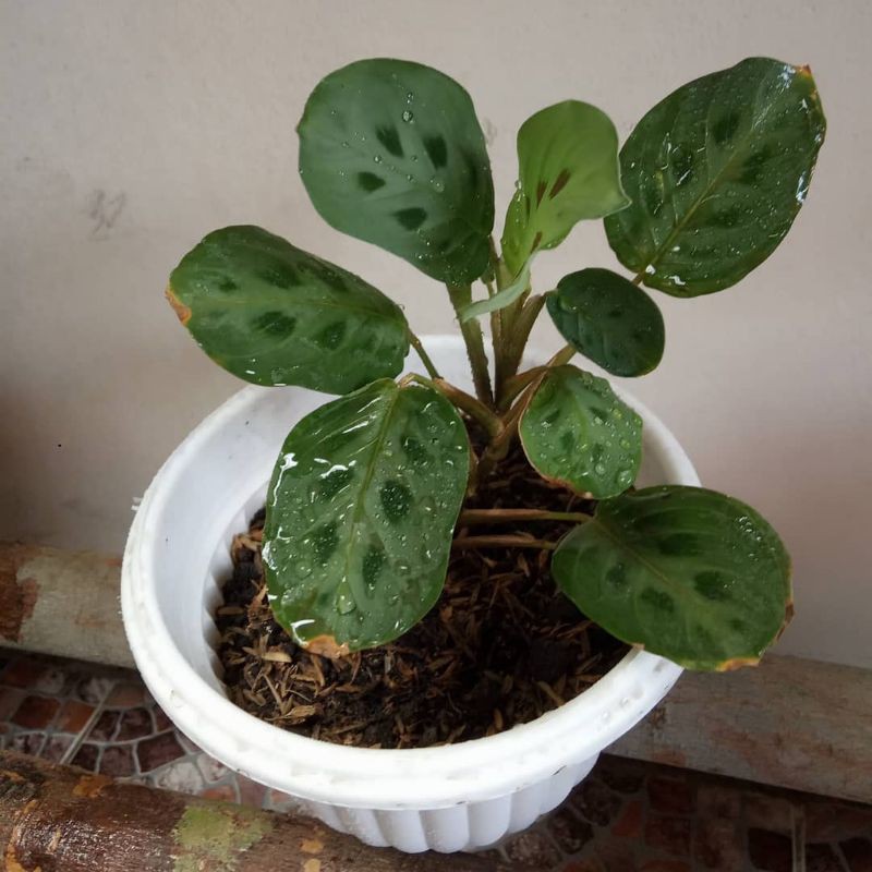 tanaman hias/tanaman indoor/calatea bulu merak/chalatea bulu merak