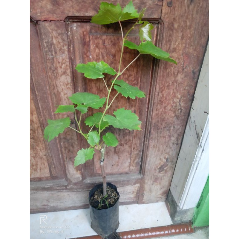 

anggur import
