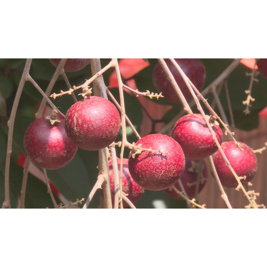 Bibit Kelengkeng Merah, Bibit Kelengkeng Merah Berbunga, Bibit Kelengkeng Merah Super