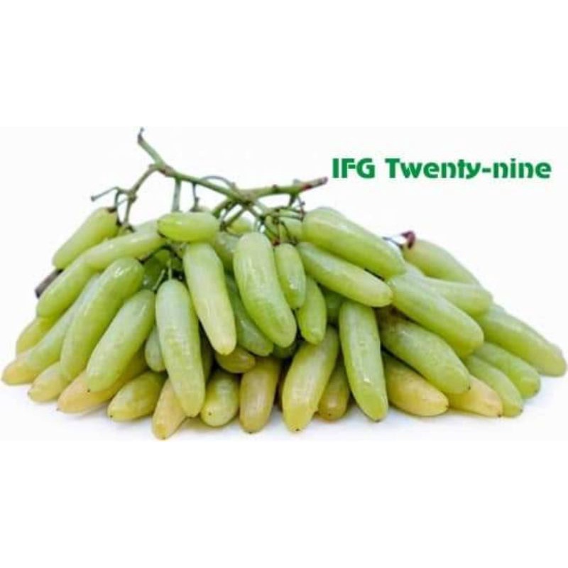 Bibit Anggur IFG 29 Grafting Rootstock Import Valid
