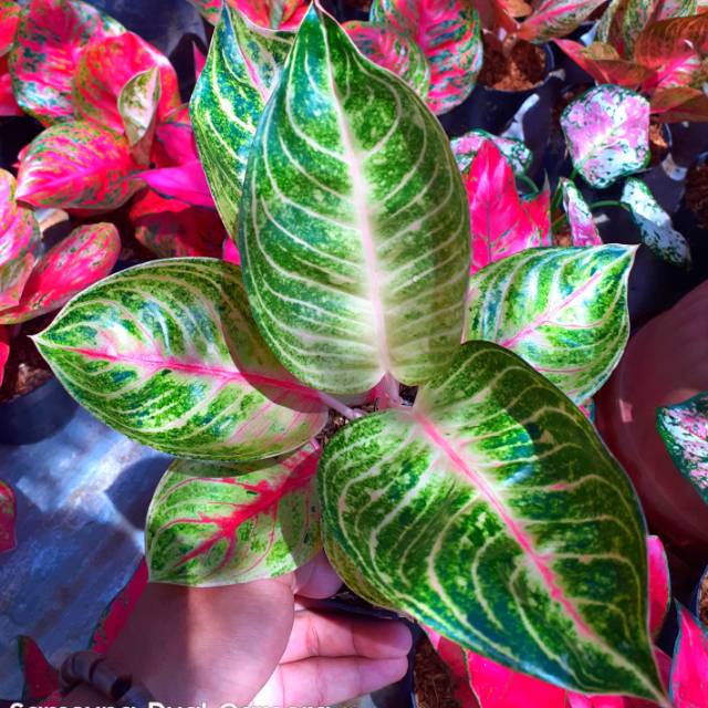 Aglaonema moonlight