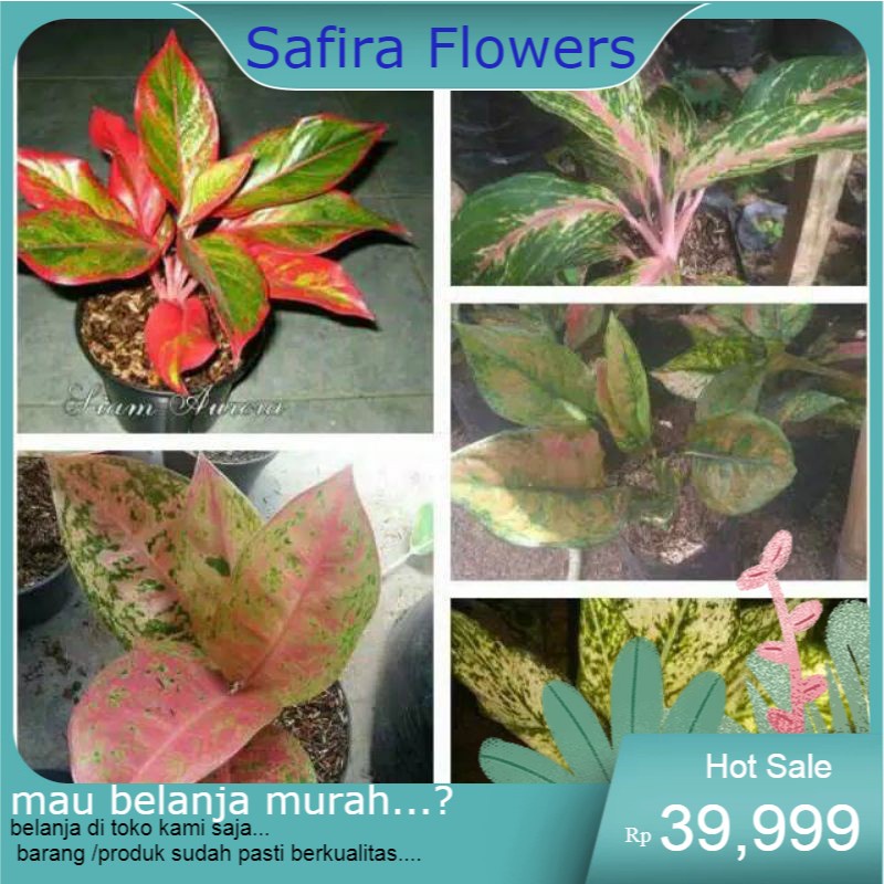 paket 5 aglonema lipstik-butterfly-bigroy-heng-heng-snowit