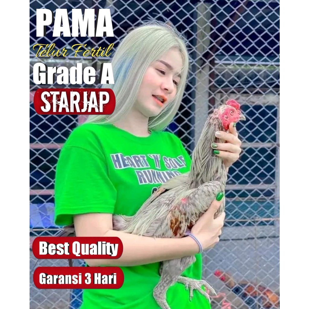 telur ayam bangkok pama asli bergaransi 3 hari