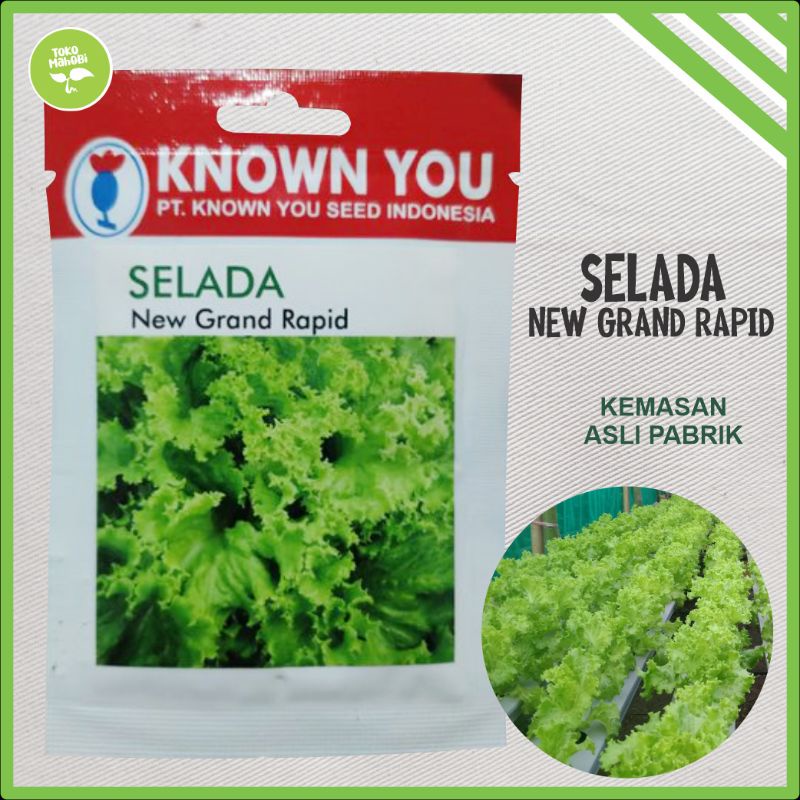 Jual Benih Selada Hijau Keriting Unggul New Grand Rapid Original Known You Seed Shopee Indonesia