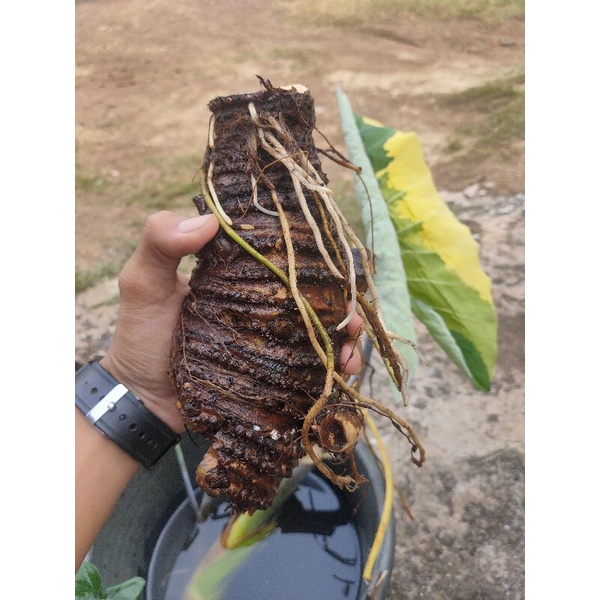 Bonggol Lompong varigata golden/Xanthosoma violaceum golden ( Asli )