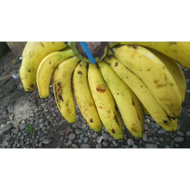 

Pisang Ambon