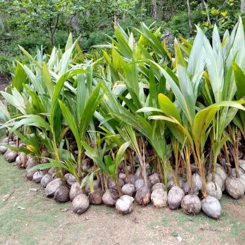 Bibit kelapa hibrida / kelapa ijo