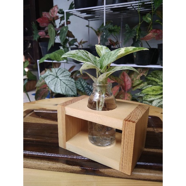 Kanawood Vas Bunga Kayu dan Botol Kaca Hiasan Meja Propagation