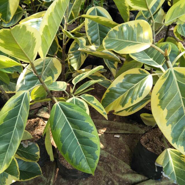 Tanaman karet kebo varigata - pohon karet kebo varigata