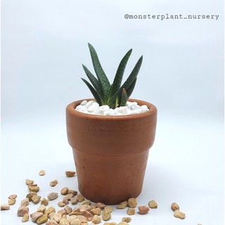  Tanaman  hias Gasteria Carinata size medium dengan pot  