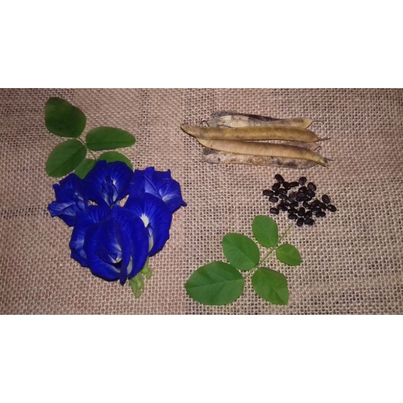 biji bunga telang