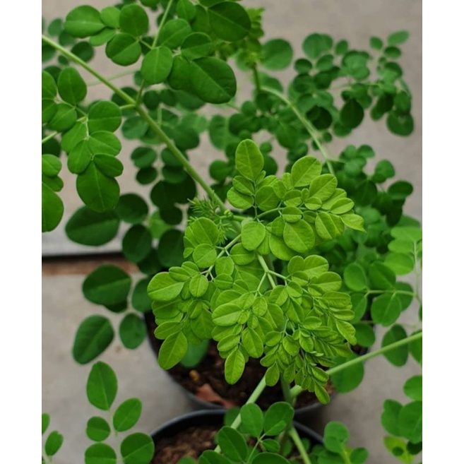 Jual Bibit Pohon Kelor Daun Kelor Moringa Shopee Indonesia