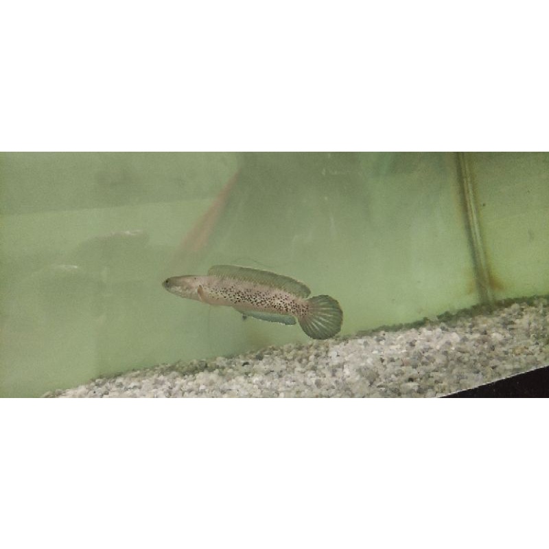 stewarti arunachal 15cm ±