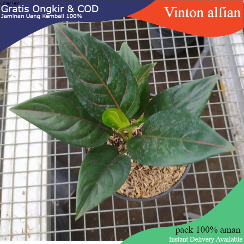 Tanaman aglonema ROTUNDUM TIGER. rotundum hijau