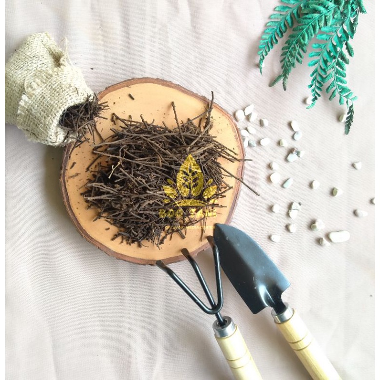 PAKIS CACAH/ANDAM PAKIS KUALITAS SUPER/BAHAN PEMBUATAN MEDIA TANAM/AGLONEMA