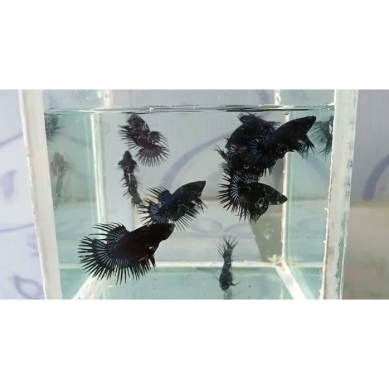 CT black orchid 20 ekor