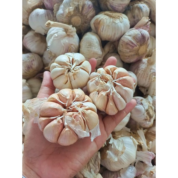 

PROMO COD TERMURAH BAWANG PUTIH 1KG
