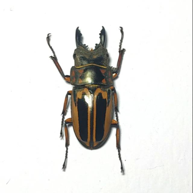 AWETAN SERANGGA ASLI/TAXIDERMY KUMBANG CAPIT ZEBRA