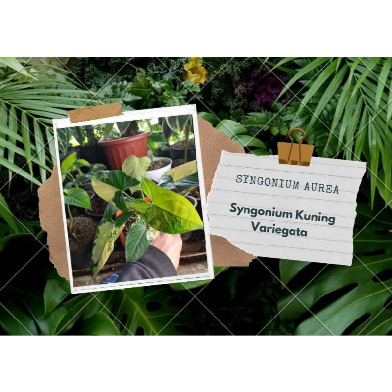 Syngonium Aurea (Syngonium Yellow)