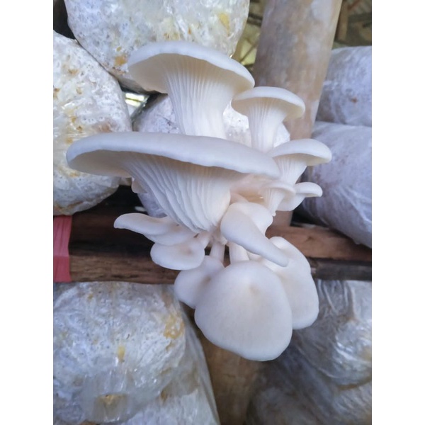 

Jamur Borneo - Jamur Tiram 250gr - Jamur Sehat Segar