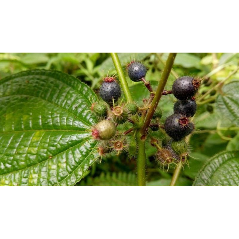 

Daun harendong / senggani /pepetian 15 lembar