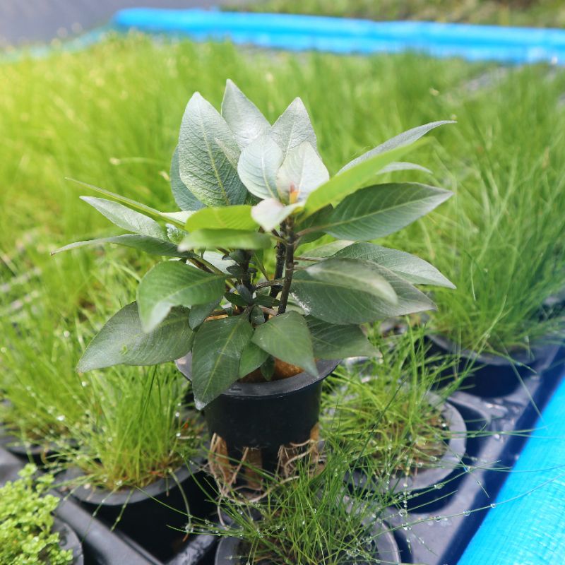 Hygrophila Compact ( Tanaman Aquascape Tumbuhan Air Hiasan Aquarium Hidup )