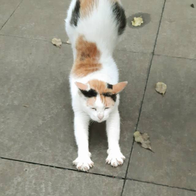 farrassyaz