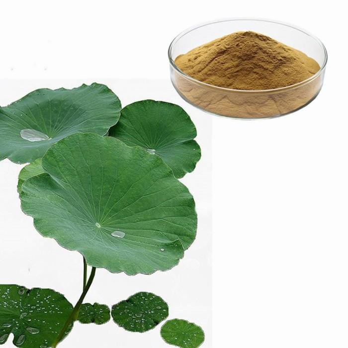 

LOTUS LEAF EXTRACT POWDER DAUN LOTUS BUBUK 50GR