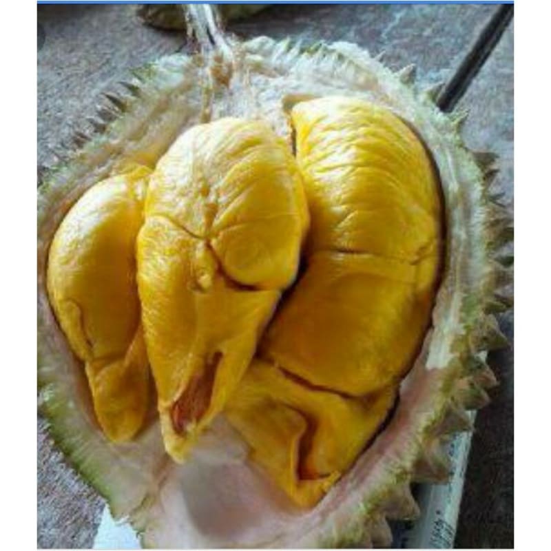 

Bibit DURIAN BAWOR KAKI 3