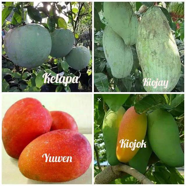 

Paket hemat 4 macam mangga Berkualitas Unggul Super