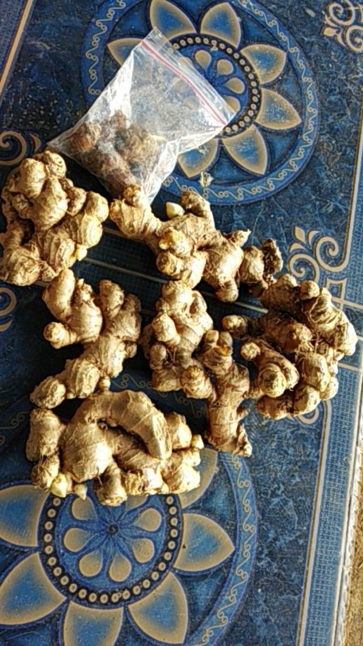 Jual Bibit Jahe Gajah Siap Tanam Jahe Ber Kualitas Murah 1 Kg