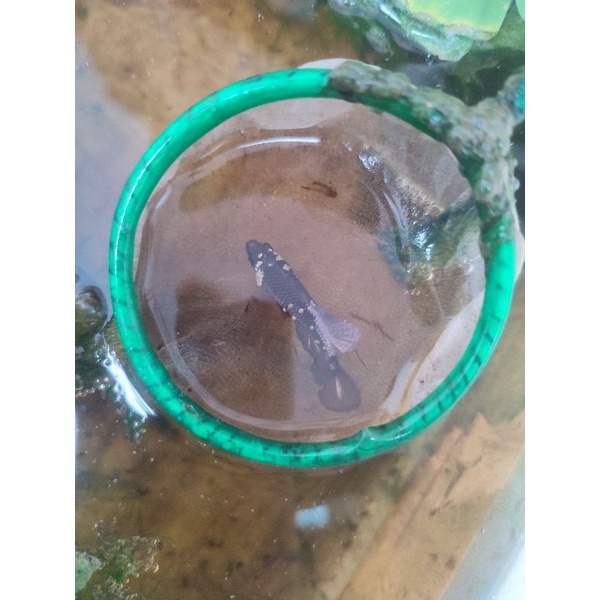 cupang female avatar cooper gold