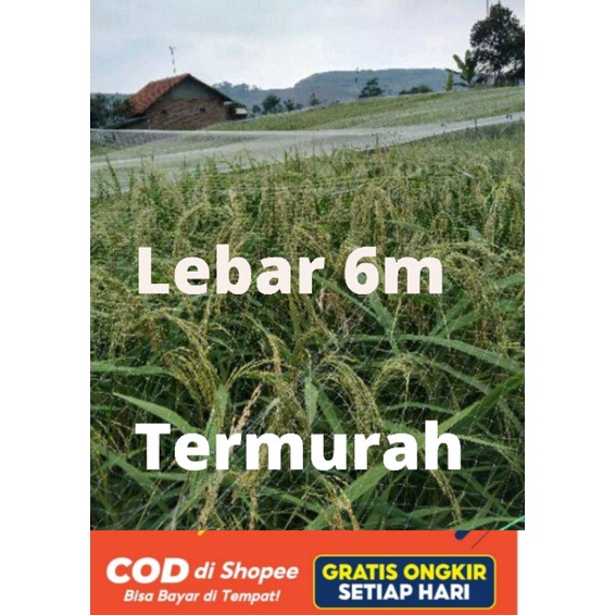 Jaring Burung Pengaman Pelindung Padi Di Sawah Lebar 6mx100yds