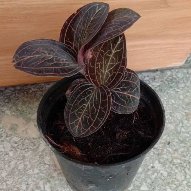 Jewel Orchid Macaudes Macodes Anggrek Permata Satu Batang Shopee Indonesia