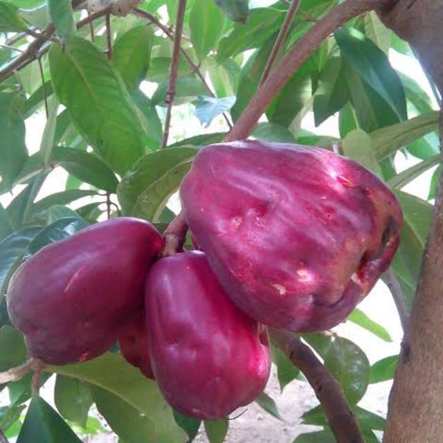 Bibit buah Jambu bol jamaika